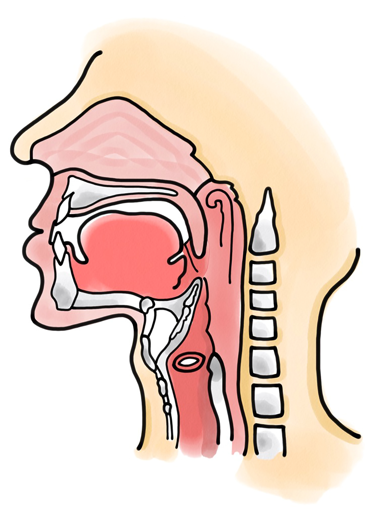 頭頸部の解剖図（矢状断）のイラスト
