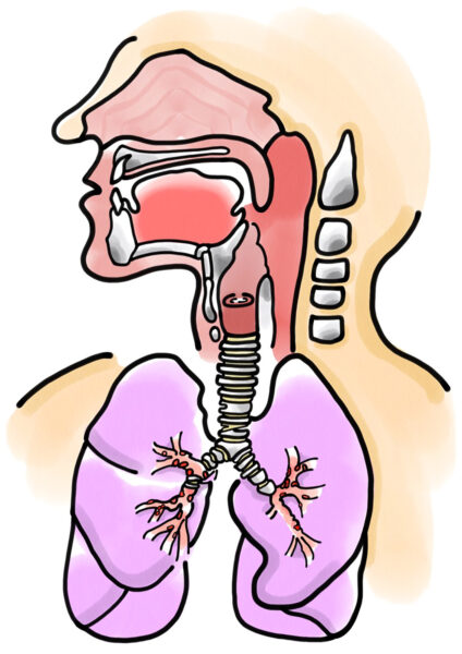 頭頸部から肺の解剖図（矢状断）のイラスト