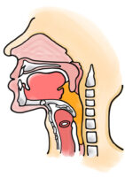 咽頭期のイラスト（摂食・嚥下の５期モデル）ゼリーver