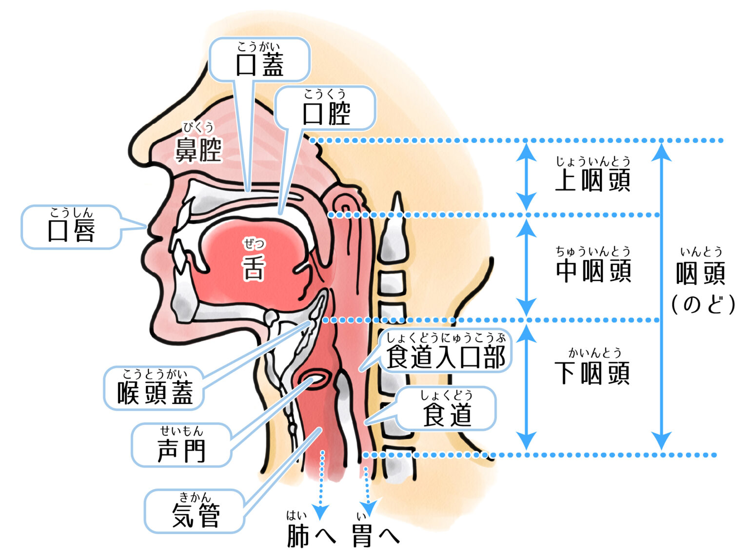 口・鼻・のどの構造のイラスト（口腔・鼻腔・咽頭の解剖図） リハビリのイラスト無料「えすてぃちゃん」